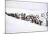 Fence Made of Old Iron Wheels on Snow-Terry Eggers-Mounted Photographic Print
