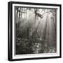 Fence, Parkland Woods 1985 From the Secret Forest Of Dean Series-Fay Godwin-Framed Giclee Print