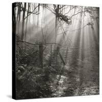 Fence, Parkland Woods 1985 From the Secret Forest Of Dean Series-Fay Godwin-Stretched Canvas