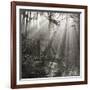 Fence, Parkland Woods 1985 From the Secret Forest Of Dean Series-Fay Godwin-Framed Giclee Print