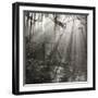 Fence, Parkland Woods 1985 From the Secret Forest Of Dean Series-Fay Godwin-Framed Giclee Print