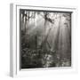 Fence, Parkland Woods 1985 From the Secret Forest Of Dean Series-Fay Godwin-Framed Giclee Print