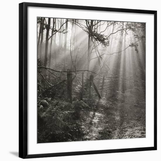 Fence, Parkland Woods 1985 From the Secret Forest Of Dean Series-Fay Godwin-Framed Giclee Print