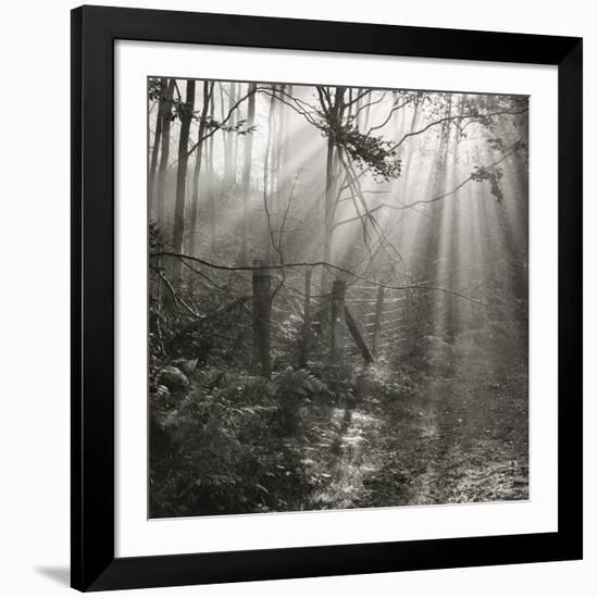 Fence, Parkland Woods 1985 From the Secret Forest Of Dean Series-Fay Godwin-Framed Giclee Print