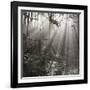 Fence, Parkland Woods 1985 From the Secret Forest Of Dean Series-Fay Godwin-Framed Giclee Print