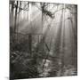 Fence, Parkland Woods 1985 From the Secret Forest Of Dean Series-Fay Godwin-Mounted Giclee Print