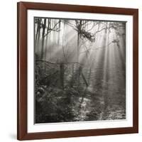 Fence, Parkland Woods 1985 From the Secret Forest Of Dean Series-Fay Godwin-Framed Giclee Print