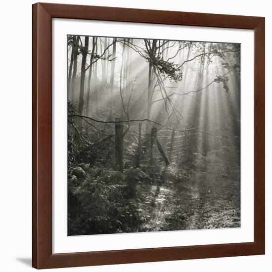 Fence, Parkland Woods 1985 From the Secret Forest Of Dean Series-Fay Godwin-Framed Giclee Print