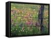 Fence Post and Wildflowers, Lytle, Texas, USA-Darrell Gulin-Framed Stretched Canvas