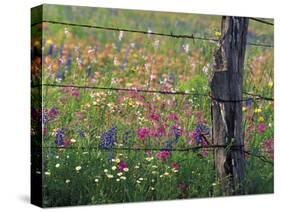 Fence Post and Wildflowers, Lytle, Texas, USA-Darrell Gulin-Stretched Canvas