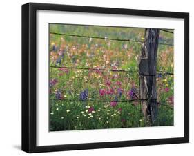 Fence Post and Wildflowers, Lytle, Texas, USA-Darrell Gulin-Framed Premium Photographic Print