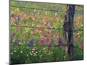 Fence Post and Wildflowers, Lytle, Texas, USA-Darrell Gulin-Mounted Premium Photographic Print
