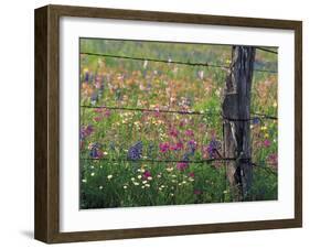 Fence Post and Wildflowers, Lytle, Texas, USA-Darrell Gulin-Framed Photographic Print