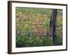 Fence Post and Wildflowers, Lytle, Texas, USA-Darrell Gulin-Framed Photographic Print