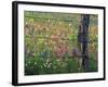 Fence Post and Wildflowers, Lytle, Texas, USA-Darrell Gulin-Framed Photographic Print