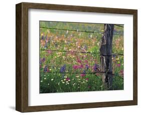 Fence Post and Wildflowers, Lytle, Texas, USA-Darrell Gulin-Framed Photographic Print