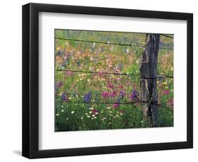 Fence Post and Wildflowers, Lytle, Texas, USA-Darrell Gulin-Framed Photographic Print