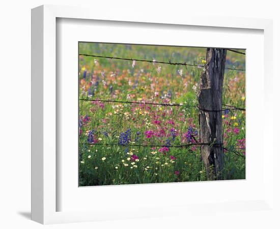 Fence Post and Wildflowers, Lytle, Texas, USA-Darrell Gulin-Framed Photographic Print