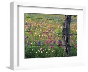 Fence Post and Wildflowers, Lytle, Texas, USA-Darrell Gulin-Framed Photographic Print