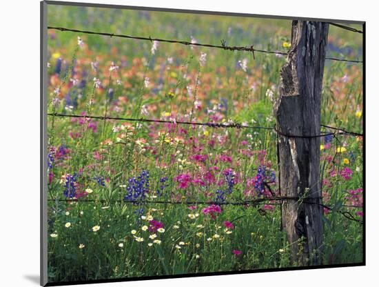 Fence Post and Wildflowers, Lytle, Texas, USA-Darrell Gulin-Mounted Photographic Print