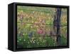 Fence Post and Wildflowers, Lytle, Texas, USA-Darrell Gulin-Framed Stretched Canvas