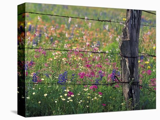 Fence Post and Wildflowers, Lytle, Texas, USA-Darrell Gulin-Stretched Canvas