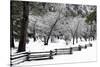 Fence, Trees and Snow-Doug Meek-Stretched Canvas