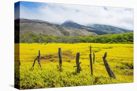 Fenced Field of Yellow Flowers, Island of Molokai, Hawaii, United States of America, Pacific-Michael Runkel-Stretched Canvas