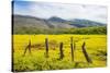 Fenced Field of Yellow Flowers, Island of Molokai, Hawaii, United States of America, Pacific-Michael Runkel-Stretched Canvas