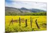 Fenced Field of Yellow Flowers, Island of Molokai, Hawaii, United States of America, Pacific-Michael Runkel-Mounted Photographic Print