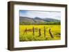 Fenced Field of Yellow Flowers, Island of Molokai, Hawaii, United States of America, Pacific-Michael Runkel-Framed Photographic Print