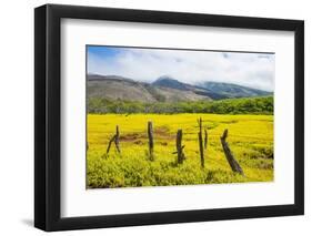 Fenced Field of Yellow Flowers, Island of Molokai, Hawaii, United States of America, Pacific-Michael Runkel-Framed Photographic Print