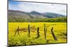 Fenced Field of Yellow Flowers, Island of Molokai, Hawaii, United States of America, Pacific-Michael Runkel-Mounted Photographic Print