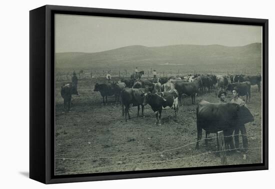 Fenced In Cattlemen-D. Marsh-Framed Stretched Canvas