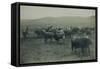 Fenced In Cattlemen-D. Marsh-Framed Stretched Canvas