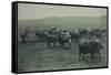 Fenced In Cattlemen-D. Marsh-Framed Stretched Canvas