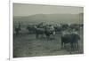 Fenced In Cattlemen-D. Marsh-Framed Art Print