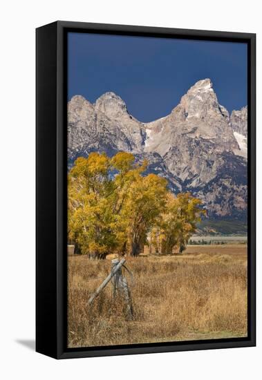 Fencepost, cottonwood trees and Teton Range in autumn, Grand Teton National Park.-Adam Jones-Framed Stretched Canvas