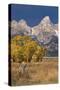 Fencepost, cottonwood trees and Teton Range in autumn, Grand Teton National Park.-Adam Jones-Stretched Canvas