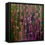 Feng Shui Cane Hot Pink-Herb Dickinson-Framed Stretched Canvas