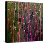 Feng Shui Cane Hot Pink-Herb Dickinson-Stretched Canvas