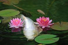 Koi Pond-fenkep-Photographic Print