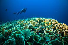 Scuba Diving above Coral below Boat Bunaken Sulawesi Indonesia Underwater Photo-fenkieandreas-Photographic Print