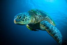 Sea Turtle Swimming Bunaken Sulawesi Indonesia Mydas Chelonia Underwater Photo-fenkieandreas-Photographic Print