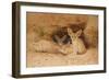 Fennec Fox - Canis Cerdo-Joseph Wolf-Framed Giclee Print