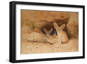 Fennec Fox - Canis Cerdo-Joseph Wolf-Framed Giclee Print