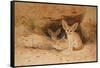 Fennec Fox - Canis Cerdo-Joseph Wolf-Framed Stretched Canvas
