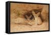 Fennec Fox - Canis Cerdo-Joseph Wolf-Framed Stretched Canvas