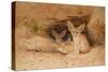 Fennec Fox - Canis Cerdo-Joseph Wolf-Stretched Canvas