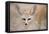 Fennec Fox Close-Up of Head, Facing Camera-null-Framed Stretched Canvas